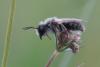 Andrena vaga